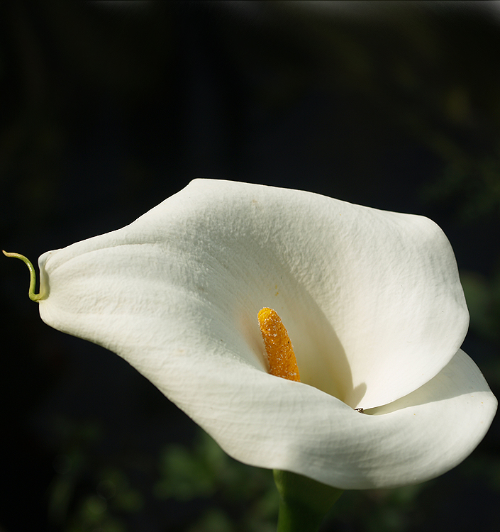 Zantedeschia-aethiopica-1