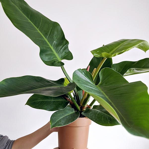 Philodendro-Imperial-1