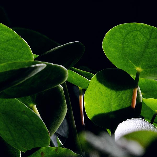Pilea-1
